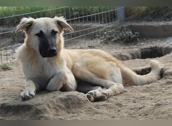 Arlo, geb. ca. 02/2023, lebt in GRIECHENLAND, im städt. Tierheim Serres