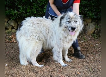 Jereld - Hund mit Sommersprossen sucht seine Familie
