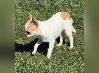Chihuahua Rüde 9 Monate alt mit Ahnentafel