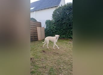Danes, schüchtern aber lieb