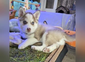 Zauberhafte Pomsky Welpen in echter Minihusky-Optik