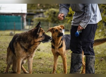Tina: Traumhund sucht Traumzuhause