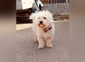 MAX, unser Bichon-Mix, sucht eine Familie....