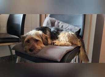 Toby sucht eine neue Familie