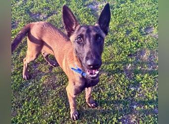 Salva, perfekter Malinois der einfach nur gefallen will