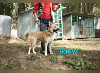 Henry2 06/2020 (RUS) - cleverer und verspielter Husky-Mix sucht sportliche Menschen!