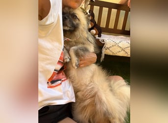 Stitch SR – kleiner Überlebenskämpfer sucht sein Happy End