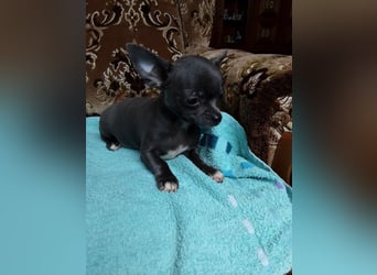 Reinrassige Chihuahua Welpen, Papiere, verkaufen