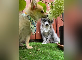 Scotty SR - quirliger Mini-Spitz sucht aktives Zuhause mit Herz