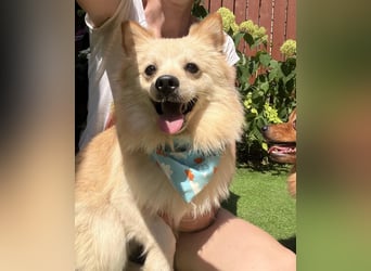 Biscuit SR – junger Herzensbrecher sucht liebevolles Zuhause