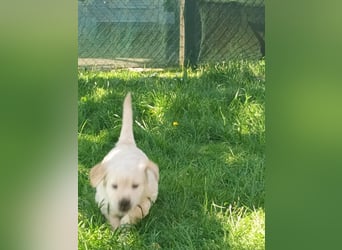 Golden retriever welpen mit Ahnentafel
