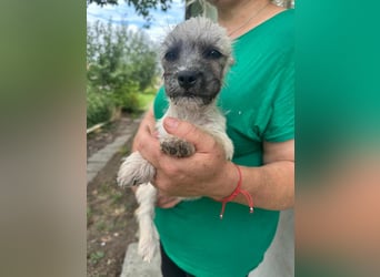 Sugar, geboren 01.05.2025, 21cm sucht ihr Glück