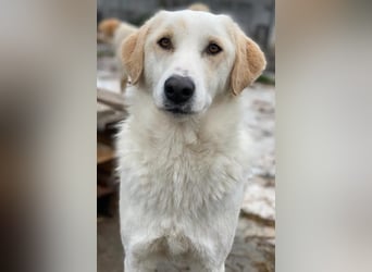 Nami, geb. ca. 12/2019, lebt in GRIECHENLAND, im städt. Tierheim Serres