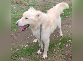 Falcon - junger beeindruckender feiner Hundemann