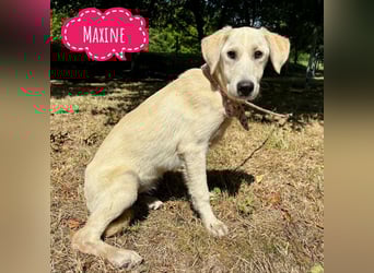 Maxine - eine Edle schöne Hündin