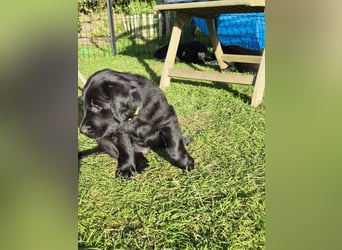 Schwarzer Flat Coated Retriever Rüdenwelpe