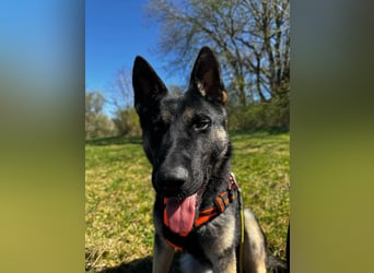 Joshi, geboren 04.06.2024, 54cm sucht neues Zuhause