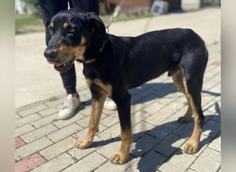 Anubis, fröhlicher Kerl sucht aktive Menschen
