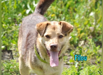 Filou 04/2022 - lebensfroher, unglaublich netter Hund sucht Menschen mit Herz!