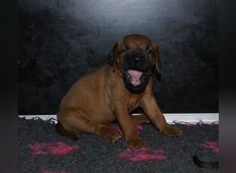 wunderschöne Rhodesian Ridgeback Welpen ! ! ! absolut vitale und einwandfreie kleine Engel