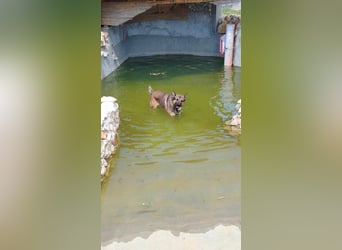 Rex liebenswerter, junger Malinois / Schäferhund Mischling Rüde sucht Zuhause oder Pflegestelle