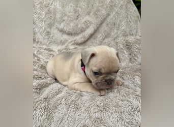 Sportliche Gesunde Französische Bulldoggen aus seriöser Familienzucht!