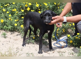 Kira, Mix Podengo / Labrador, lieb und verträglich