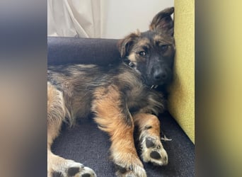 Luma sucht ein Zuhause