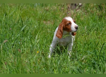 Sturmtatze - Irish Red and White Setter