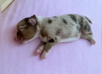 Red Merle Hündin, Australian Shepherd