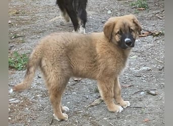 Kleiner Tyrion sucht großes Herz