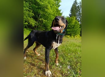 Kolt -Jagdterrier Mix