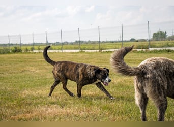 Max, freundlicher Boxer Mischling, geb. 2020