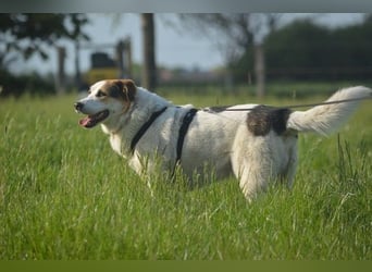 Sharky - Großer gemütlicher Bär sucht Familie zum Liebhaben (47839 Krefeld)