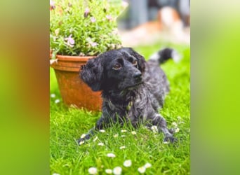 Milly - hat viele Talente