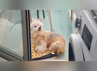 CHIWI- auf der Suche nach einem letzten, liebevollen Zuhause!