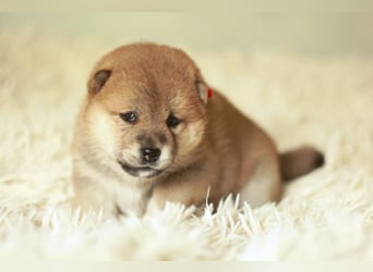 Schöne rote Shiba inu Welpen MEI, MIKA, MASARU mit FCI dokumenten