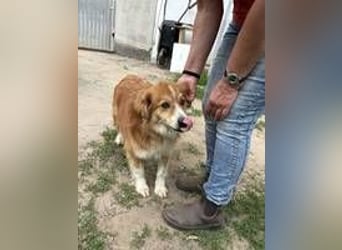 Ralph sucht endlich ein Körbchen