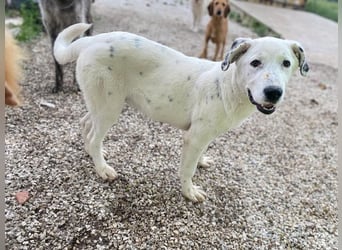 Pünktchen, geb. ca. 10/2022, lebt in GRIECHENLAND, im städt. Tierheim Serres