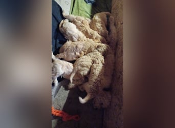 Wunderschöne Goldendoodle-Mix Welpen