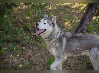 Chip 2279997: Sucht ein Zuhause