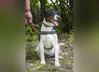 Cili SI – sanfte Foxterrier-Mix-Hündin mit großem Herz sucht ein liebevolles Zuhause