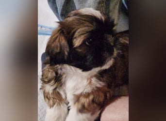 Reinrassige Shih Tzu 9 Wochen alt