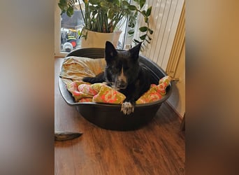 Kelly auf Pflegestelle in 88273 Fronreute sucht ihr Zuhause