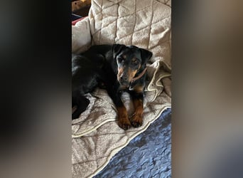 Leyla aktiver Jagdterrier Mischling Hündin sucht Zuhause für immmer