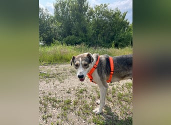 ALINA, Hündin, 3 Jahre, 50 cm, Mischling, Tierschutz