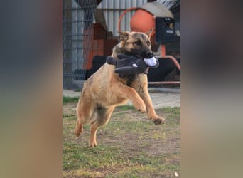Ivo VI – Kluger, aktiver Malinois-Rüde sucht erfahrenes Zuhause mit Köpfchen