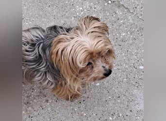 ROCKY-SCHEIDUNGSHUND