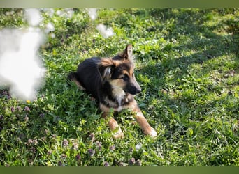 Chip 239982: Hundekind sucht ein Zuhause