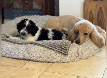 Bezaubernde Königspudel Welpen, Großpudel, Harlekin, Pudel, Videos